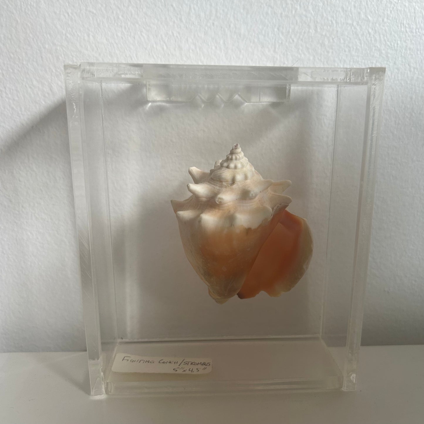 Seashell specimen in a clear display case on a white background