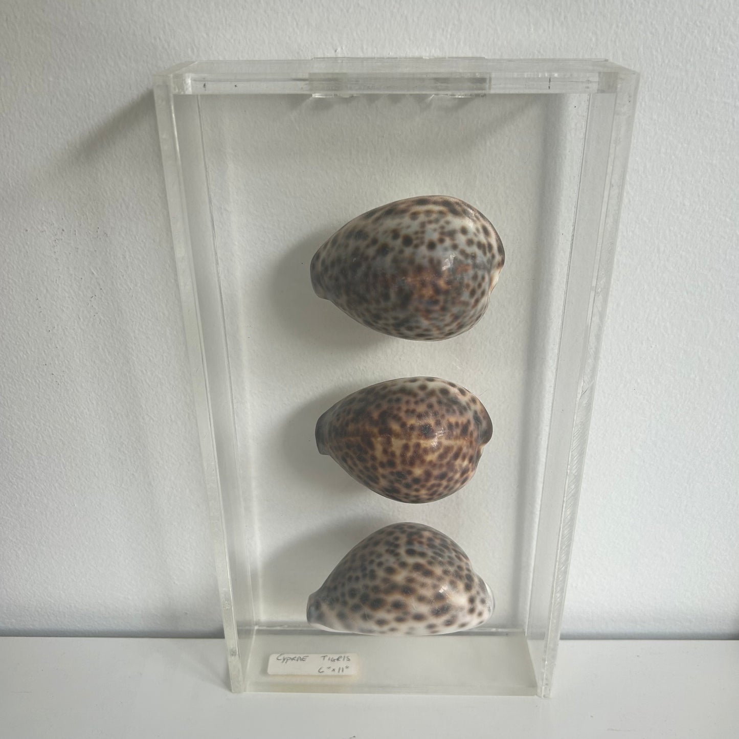 Three seashell specimens in a clear display case.
