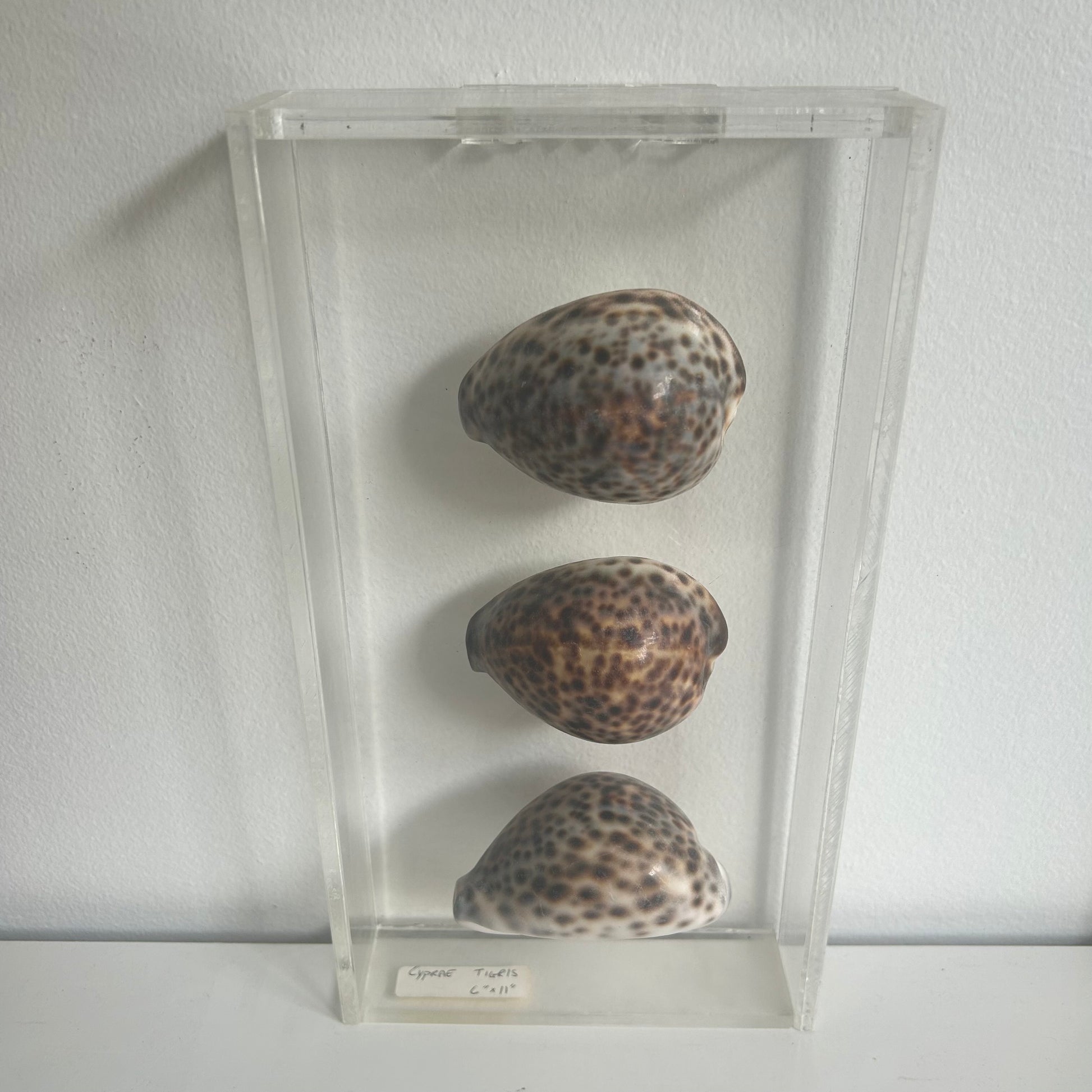 Three seashell specimens in a clear display case.