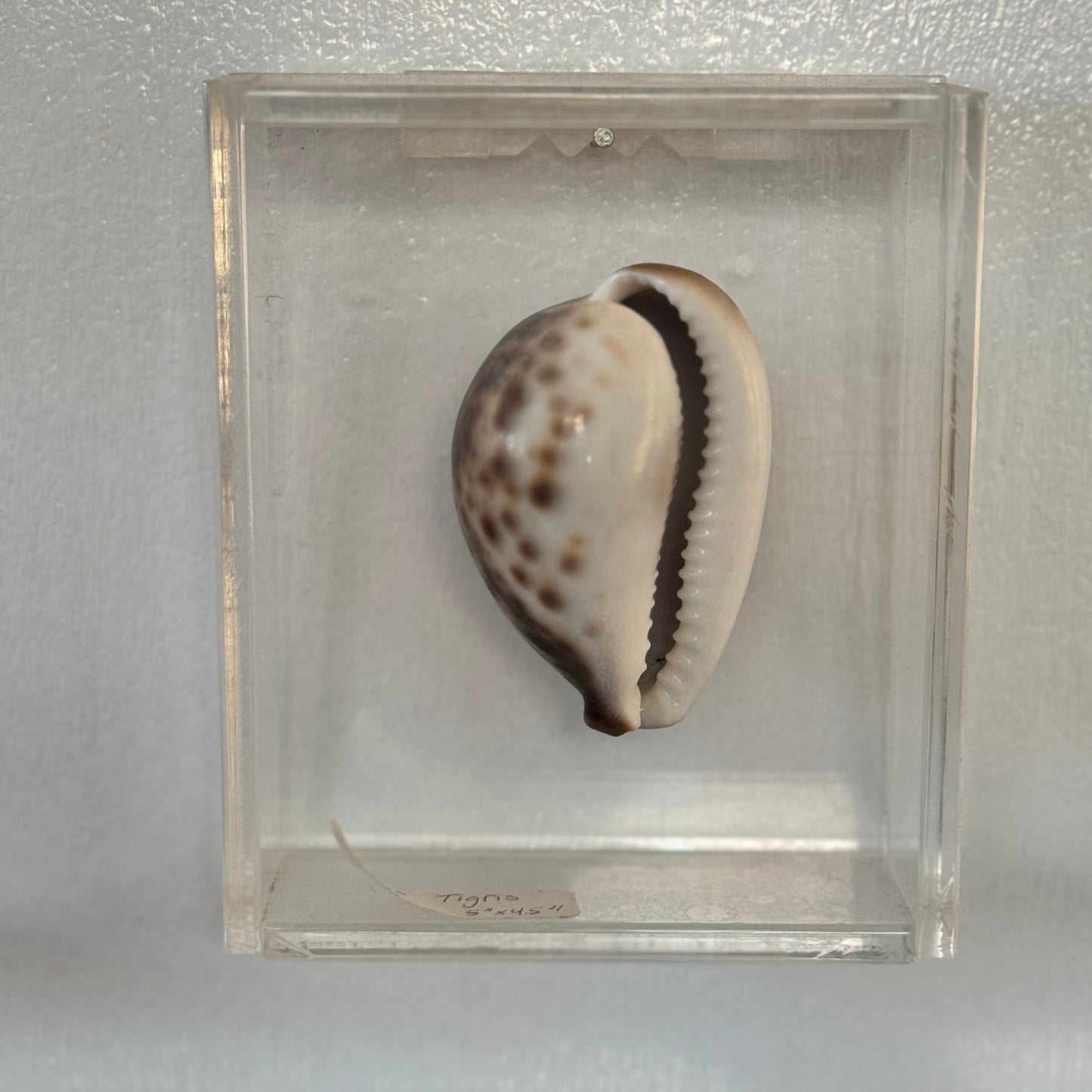 Seashell specimen in a clear display case on a white background