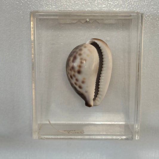 Seashell specimen in a clear display case on a white background