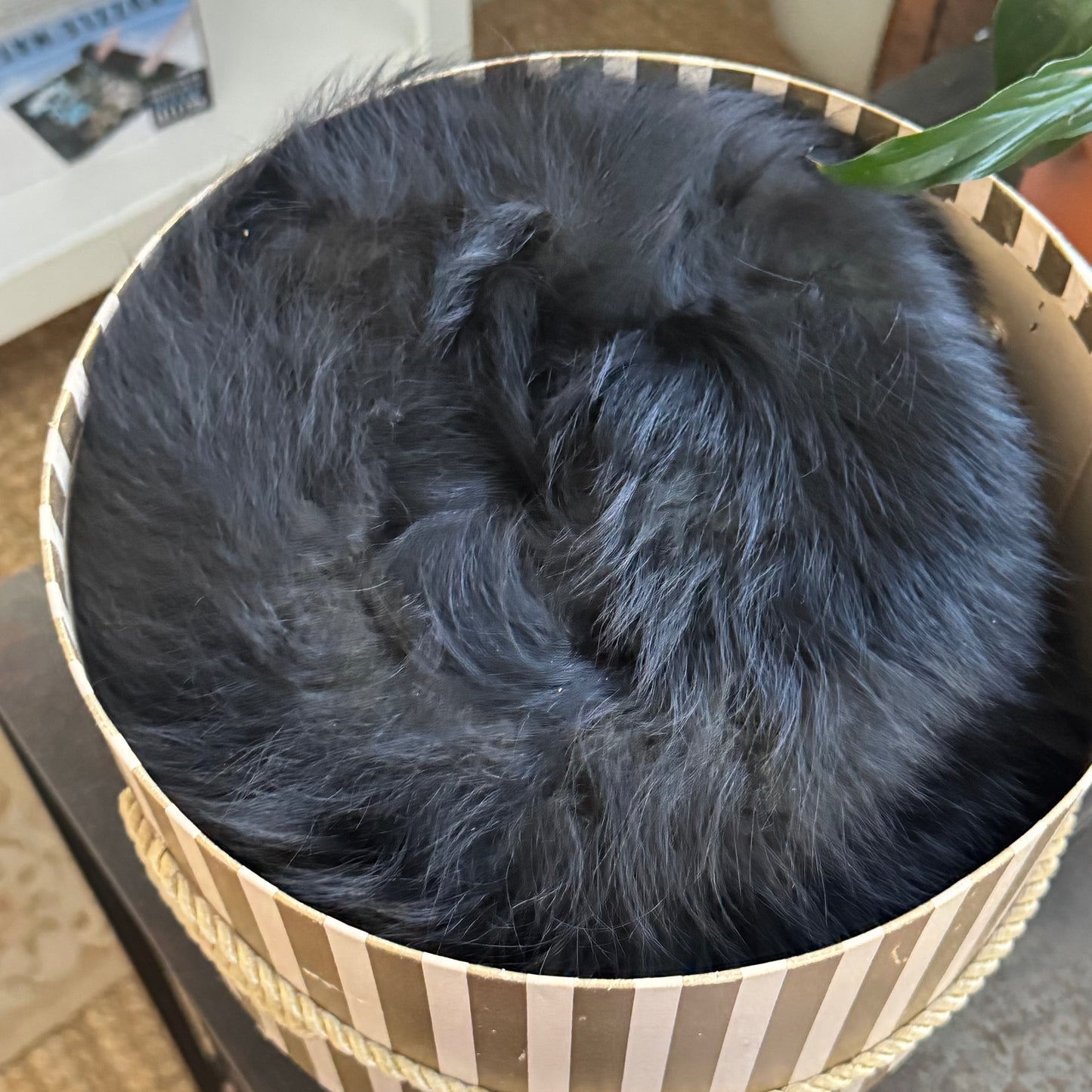 Fox’s Mink Muff