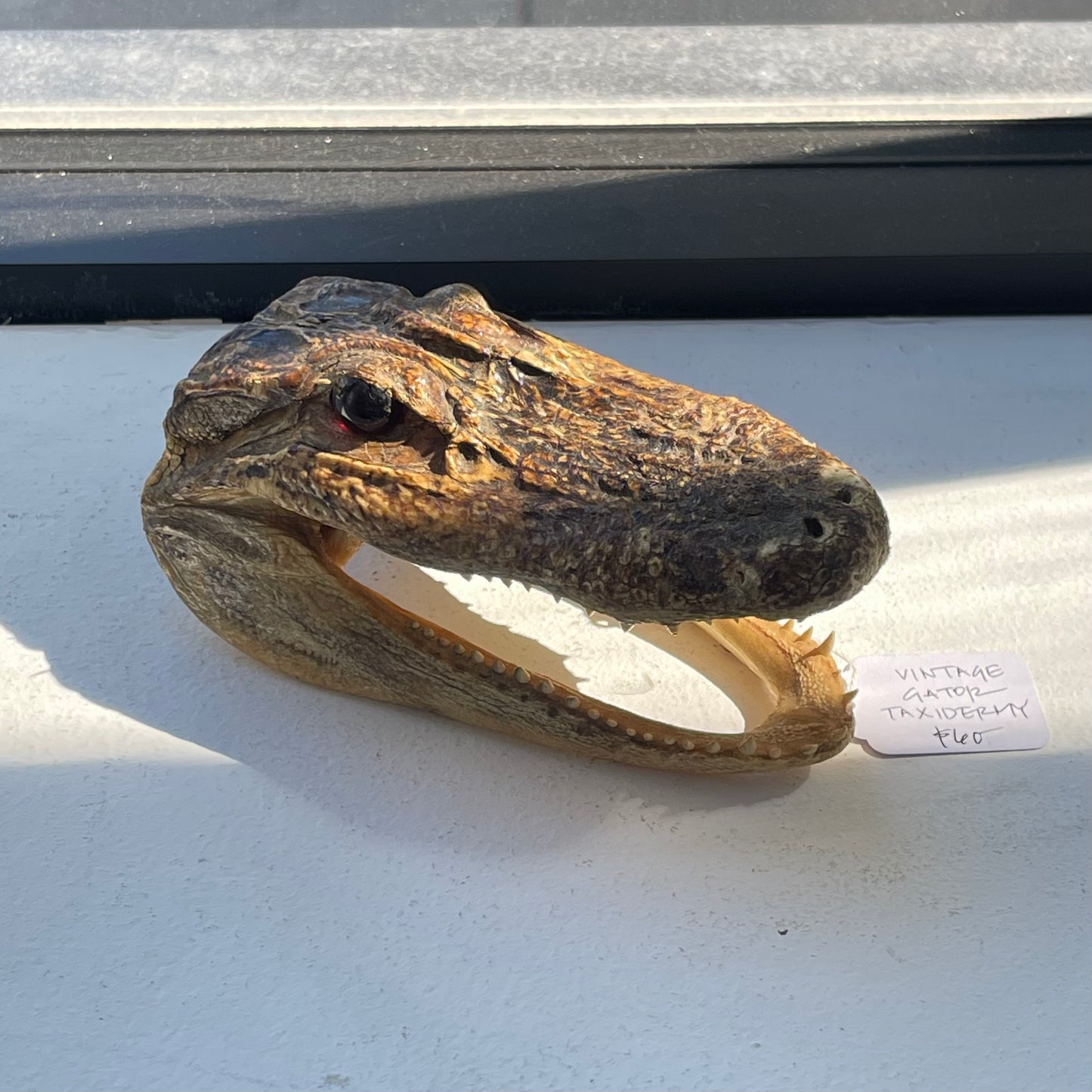 Vintage Gator Taxidermy