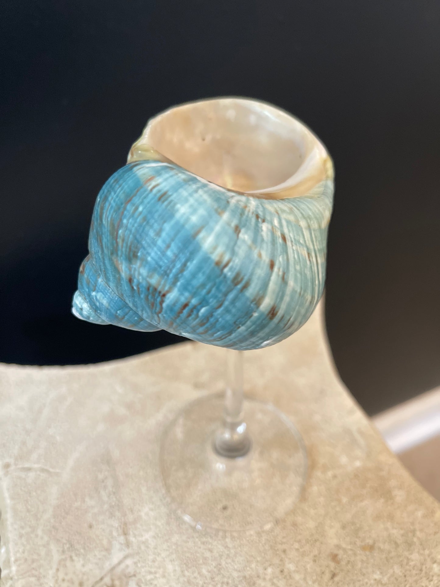 Natural Seashell Coupes