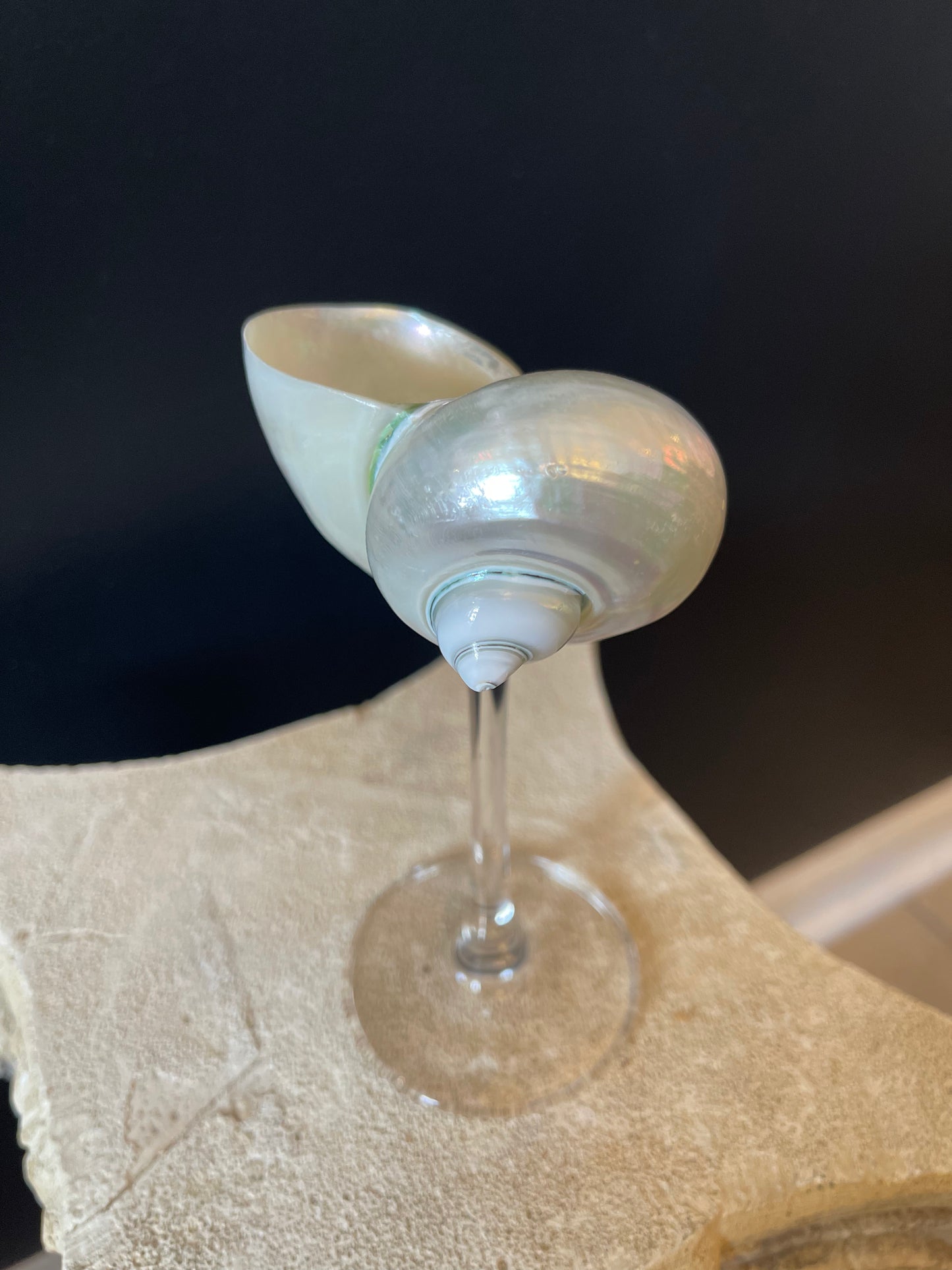 Natural Seashell Coupes