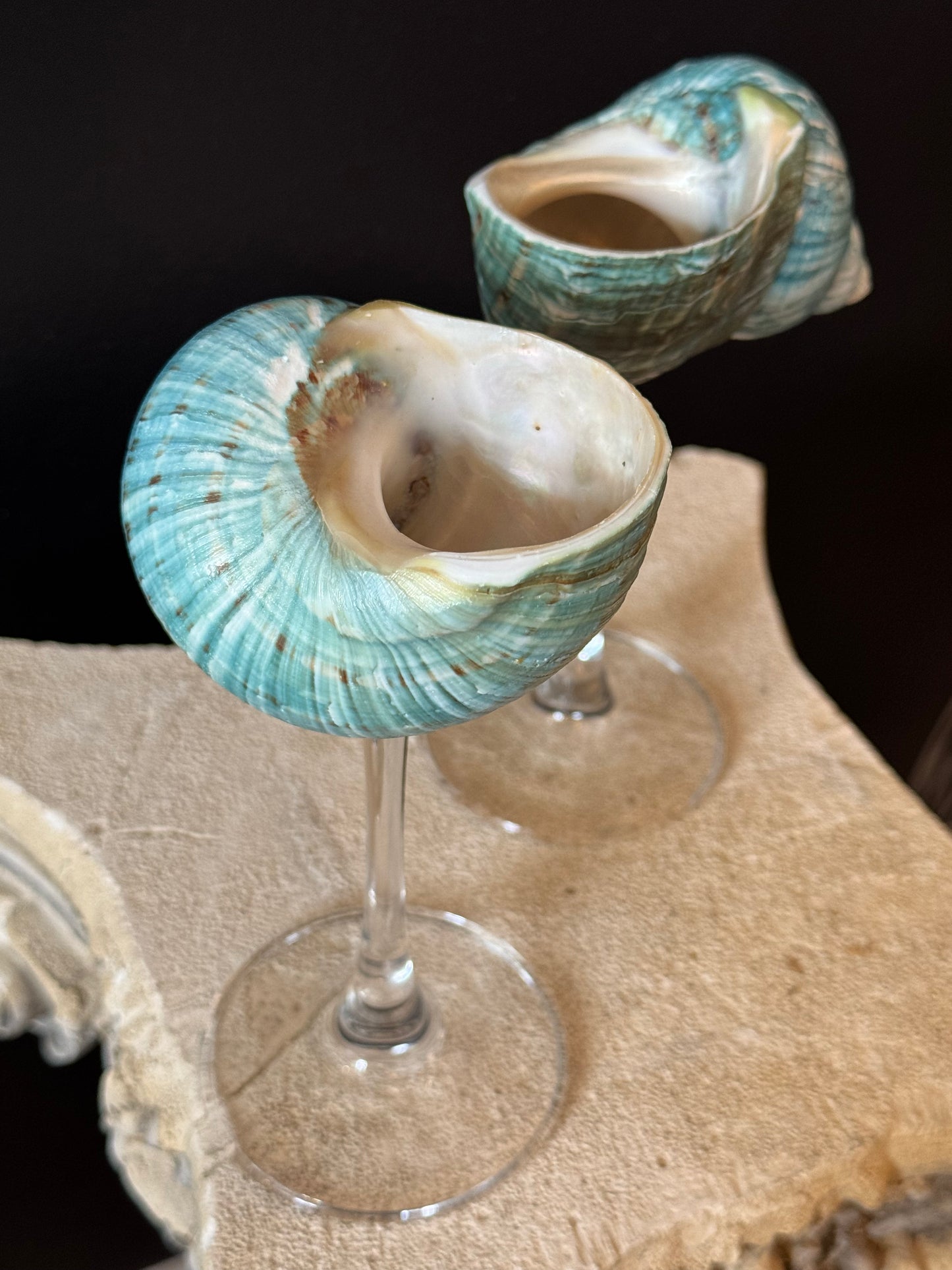 Natural Seashell Coupes
