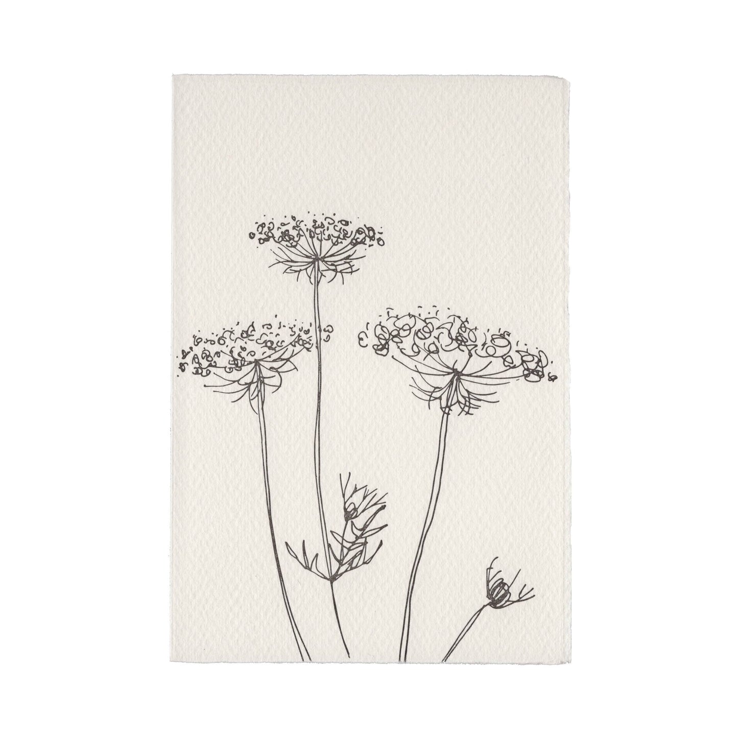 In The Meadow Card - Queen Anne's Lace