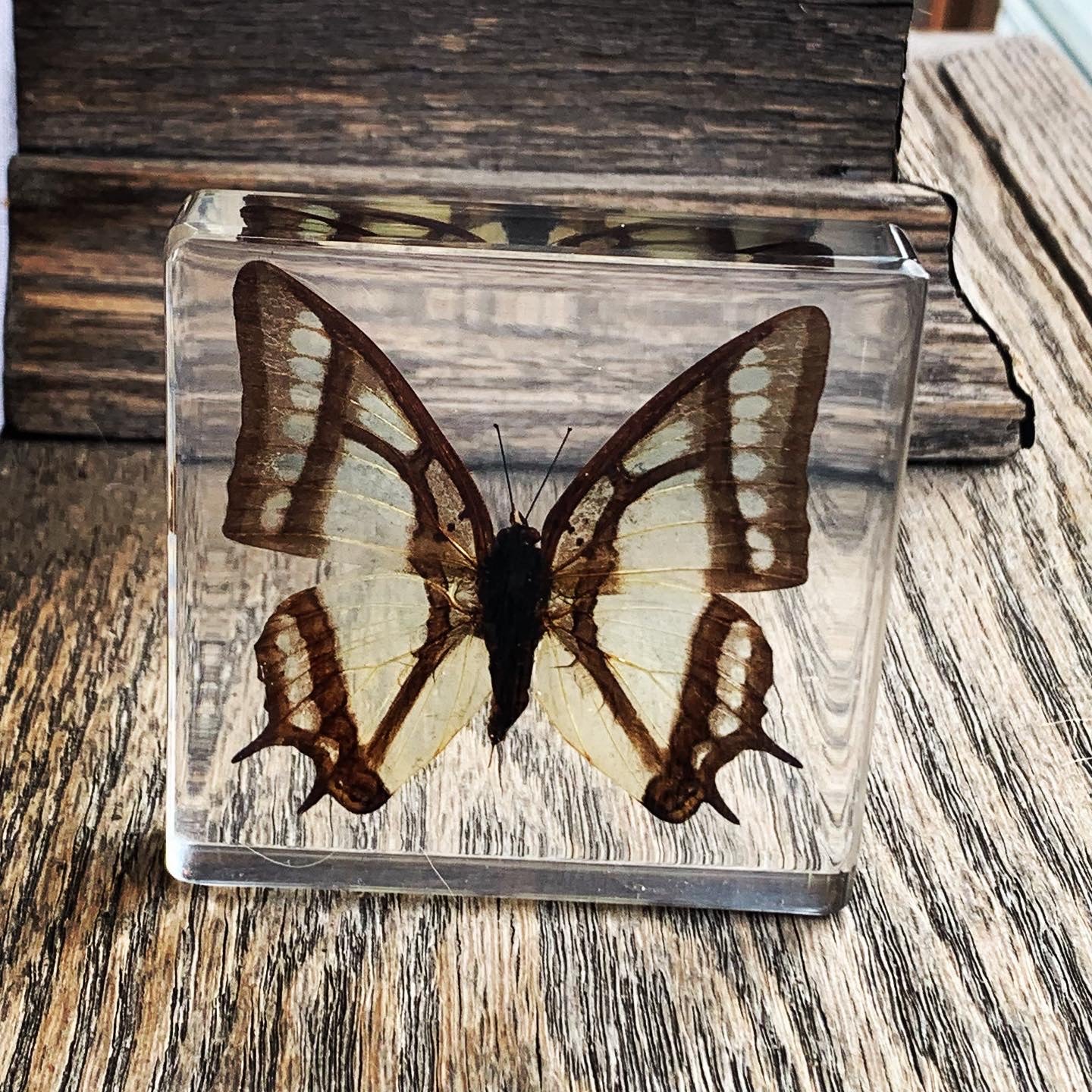 Lucite Insects