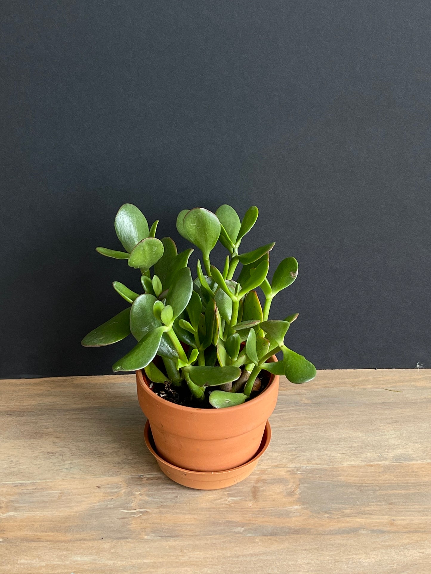Potted Jade Small