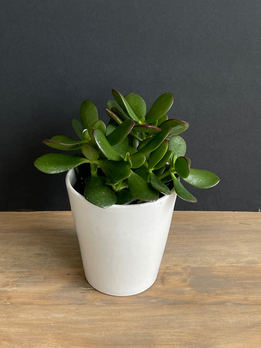 Potted Jade Medium