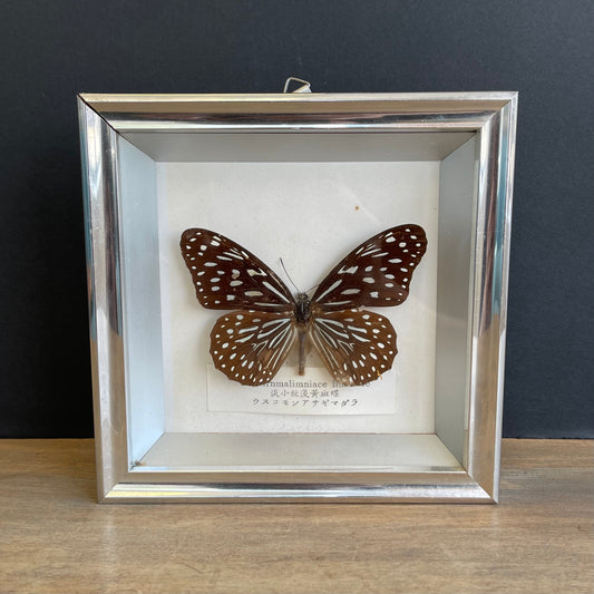 Mounted Butterfly: Tirnmalimniace Limniace