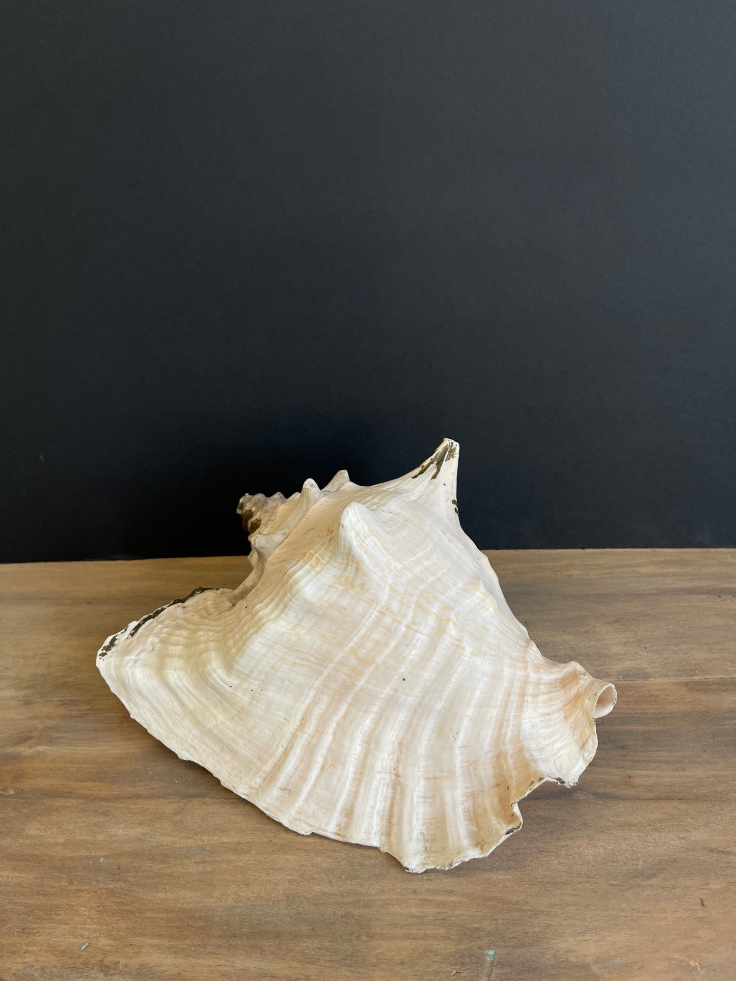 Vintage Seashells